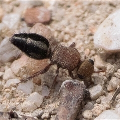 Ephutomorpha sp. (genus) at Paddys River, ACT - 5 Jan 2025