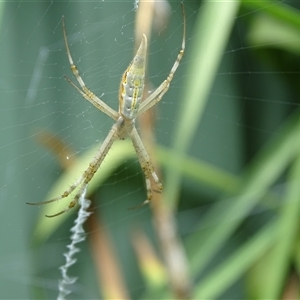 Argiope protensa (Long-tailed Argiope) at Isaacs, ACT by Mike