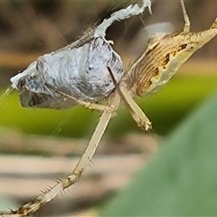 Argiope protensa at Isaacs, ACT - 6 Jan 2025