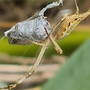 Argiope protensa at Isaacs, ACT - 6 Jan 2025