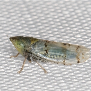 Japananus hyalinus (Japanese Maple Leafhopper) at Melba, ACT by kasiaaus