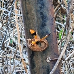 Unidentified Wasp (Hymenoptera, Apocrita) at Copmanhurst, NSW - 1 Dec 2024 by MazzV