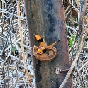 Delta (Genus) at Copmanhurst, NSW - suppressed