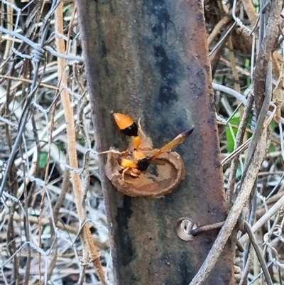 Delta (Genus) (Potter Wasp) at Copmanhurst, NSW - 1 Dec 2024 by MazzV