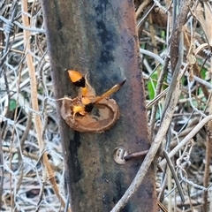 Delta (Genus) at Copmanhurst, NSW - suppressed