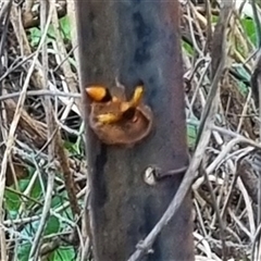 Delta (Genus) at Copmanhurst, NSW - suppressed