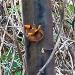 Delta (Genus) at Copmanhurst, NSW - suppressed