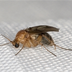 Mycetophilidae (family) (A fungus gnat) at Melba, ACT - 5 Jan 2025 by kasiaaus