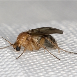 Mycetophilidae (family) at Melba, ACT - 5 Jan 2025