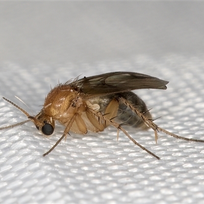 Mycetophilidae (family) (A fungus gnat) at Melba, ACT - 5 Jan 2025 by kasiaaus