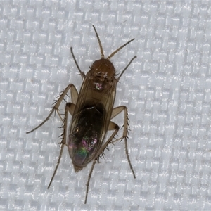 Mycetophilidae (family) at Melba, ACT - 5 Jan 2025 07:44 PM