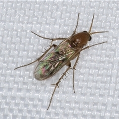 Mycetophilidae (family) at Melba, ACT - 5 Jan 2025 07:44 PM