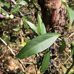 Notelaea longifolia (Long-Leaved Mock Olive) at Kungala, NSW - 6 Jan 2025 by donnanchris