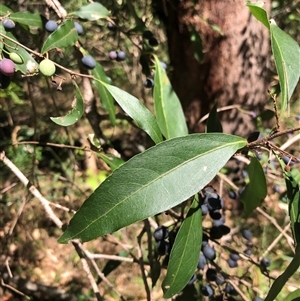 Notelaea longifolia at Kungala, NSW - 6 Jan 2025 03:09 PM