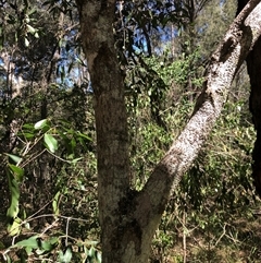 Notelaea longifolia at Kungala, NSW - 6 Jan 2025 03:09 PM