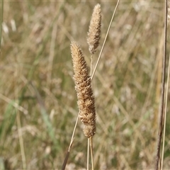 Phalaris aquatica (Phalaris, Australian Canary Grass) at West Wodonga, VIC - 31 Dec 2024 by KylieWaldon