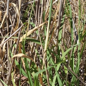 Phalaris aquatica at West Wodonga, VIC - 1 Jan 2025 08:08 AM