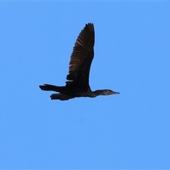 Phalacrocorax carbo (Great Cormorant) at West Wodonga, VIC - 31 Dec 2024 by KylieWaldon