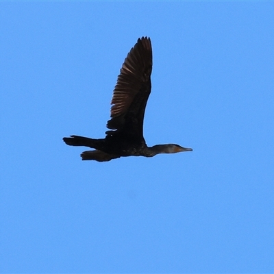 Phalacrocorax carbo (Great Cormorant) at West Wodonga, VIC - 1 Jan 2025 by KylieWaldon