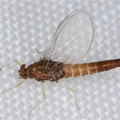 Baetidae sp. (family) (A mayfly) at Melba, ACT - 5 Jan 2025 by kasiaaus