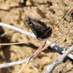 Glenoleon sp. (genus) at West Wodonga, VIC - 1 Jan 2025 08:18 AM