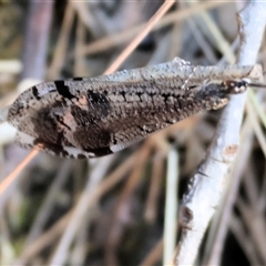 Glenoleon sp. (genus) at West Wodonga, VIC - 1 Jan 2025 08:18 AM