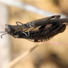 Glenoleon sp. (genus) at West Wodonga, VIC - 1 Jan 2025 08:18 AM