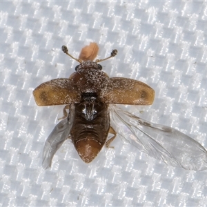 Nitidulidae sp. (family) at Melba, ACT - 5 Jan 2025