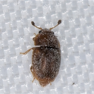 Nitidulidae sp. (family) at Melba, ACT - 5 Jan 2025