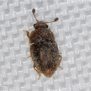 Nitidulidae sp. (family) at Melba, ACT - 5 Jan 2025