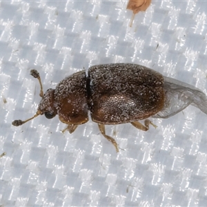 Nitidulidae sp. (family) at Melba, ACT - 5 Jan 2025