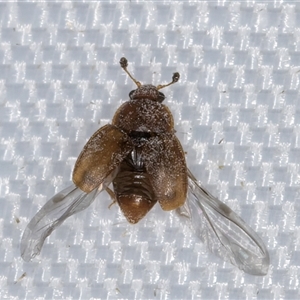 Nitidulidae sp. (family) at Melba, ACT - 5 Jan 2025