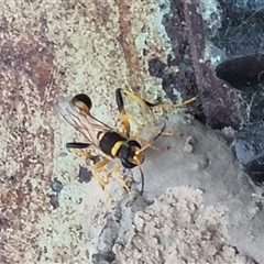 Sceliphron laetum (Common mud dauber wasp) at Copmanhurst, NSW by MazzV