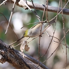 Zosterops lateralis (Silvereye) at West Wodonga, VIC - 1 Jan 2025 by KylieWaldon