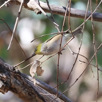 Zosterops lateralis (Silvereye) at West Wodonga, VIC - 31 Dec 2024 by KylieWaldon