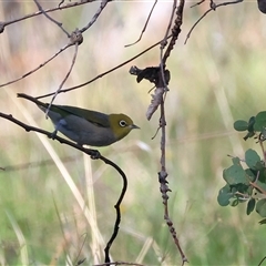 Zosterops lateralis at West Wodonga, VIC - 1 Jan 2025 08:24 AM