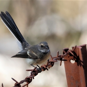 Rhipidura albiscapa at West Wodonga, VIC - 1 Jan 2025