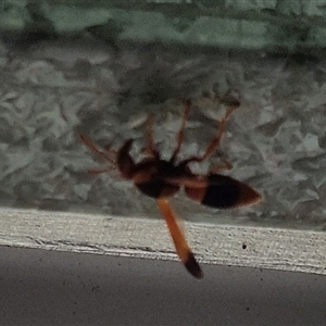 Eumeninae (subfamily) at Copmanhurst, NSW - suppressed