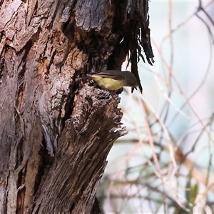 Acanthiza reguloides at West Wodonga, VIC - 1 Jan 2025 08:21 AM