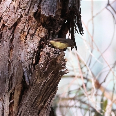 Acanthiza reguloides (Buff-rumped Thornbill) at West Wodonga, VIC - 1 Jan 2025 by KylieWaldon