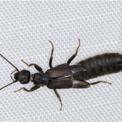 Nala lividipes (Black field earwig) at Melba, ACT - 5 Jan 2025 by kasiaaus