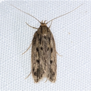 Hofmannophila pseudospretella at Melba, ACT - 5 Jan 2025