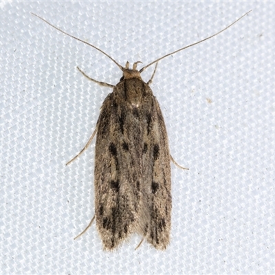 Hofmannophila pseudospretella (Brown House Moth) at Melba, ACT - 5 Jan 2025 by kasiaaus