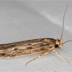 Hofmannophila pseudospretella at Melba, ACT - 5 Jan 2025