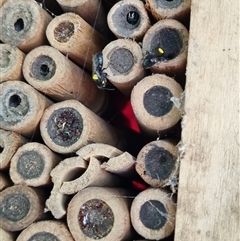 Hylaeus nubilosis at suppressed - suppressed