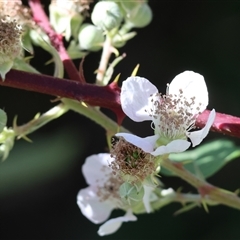 Rubus anglocandicans (Blackberry) at West Wodonga, VIC - 1 Jan 2025 by KylieWaldon