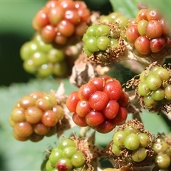 Rubus anglocandicans at West Wodonga, VIC - 1 Jan 2025