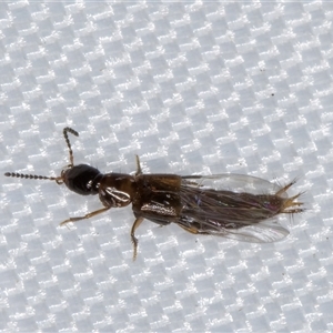 Staphylinidae (family) at Melba, ACT - 5 Jan 2025 07:56 PM