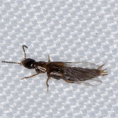 Unidentified Rove beetles (Staphylinidae) at Melba, ACT - 5 Jan 2025 by kasiaaus