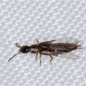 Staphylinidae (family) at Melba, ACT - 5 Jan 2025 07:56 PM